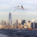 1100_8461_Manhattan_from_Staten_Island_Ferry_New_York_USA.jpg