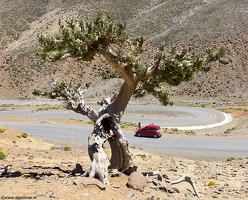 Juniperus thurifera near Zaouia Ahansal, Morocco