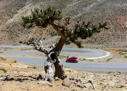 Juniperus thurifera near Zaouia Ahansal, Morocco