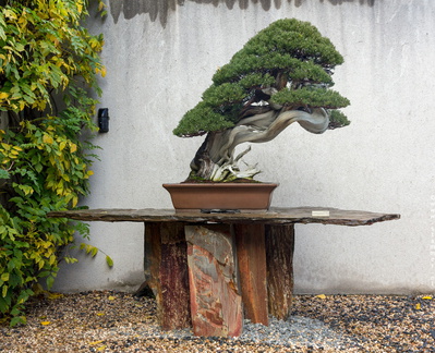 1101 5716  Bonsai Garden Alcobendas Madrid Spain