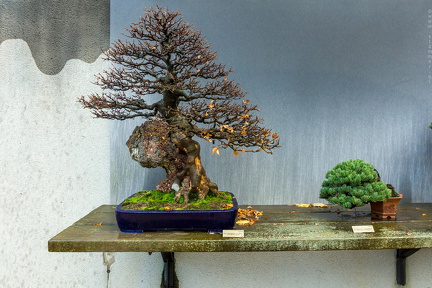 1101 5718  Bonsai Garden Alcobendas Madrid Spain