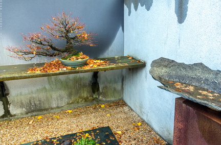 1101 5719  Bonsai Garden Alcobendas Madrid Spain