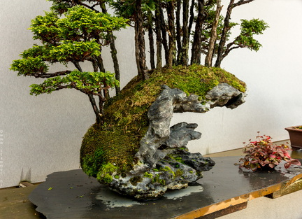 1101 5721  Bonsai Garden Alcobendas Madrid Spain