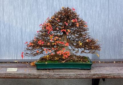 1101 5722  Bonsai Garden Alcobendas Madrid Spain