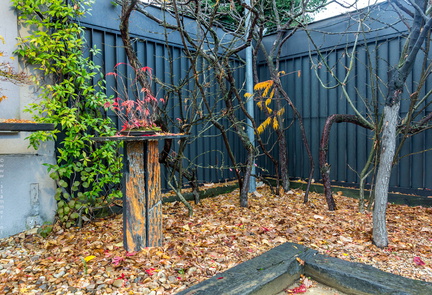 1101 5724  Bonsai Garden Alcobendas Madrid Spain