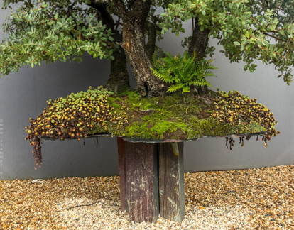 1101 5728  Bonsai Garden Alcobendas Madrid Spain